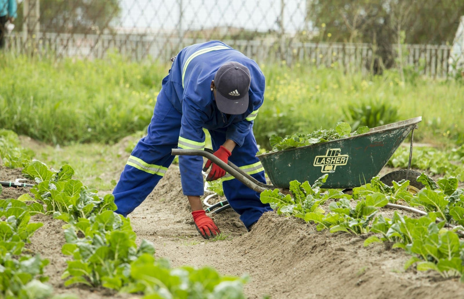 Jardinier entretenant un potager avec une brouette